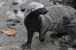 Uilen- en Dierenpark De Paay