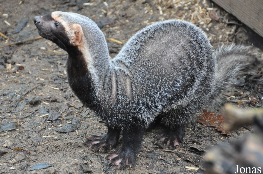 Uilen- en Dierenpark De Paay
