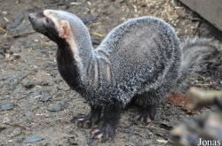Uilen- en Dierenpark De Paay