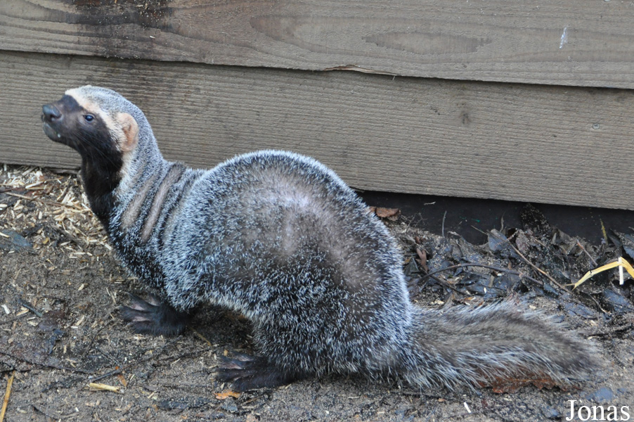 Uilen- en Dierenpark De Paay