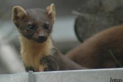 Alpenzoo Innsbruck