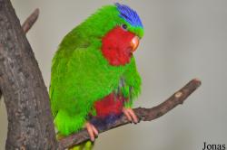 Vini australis