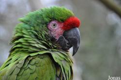 Desford Tropical Birdland