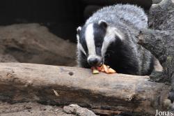 Wildpark Schwarze Berge