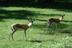 Tierpark Oberwald