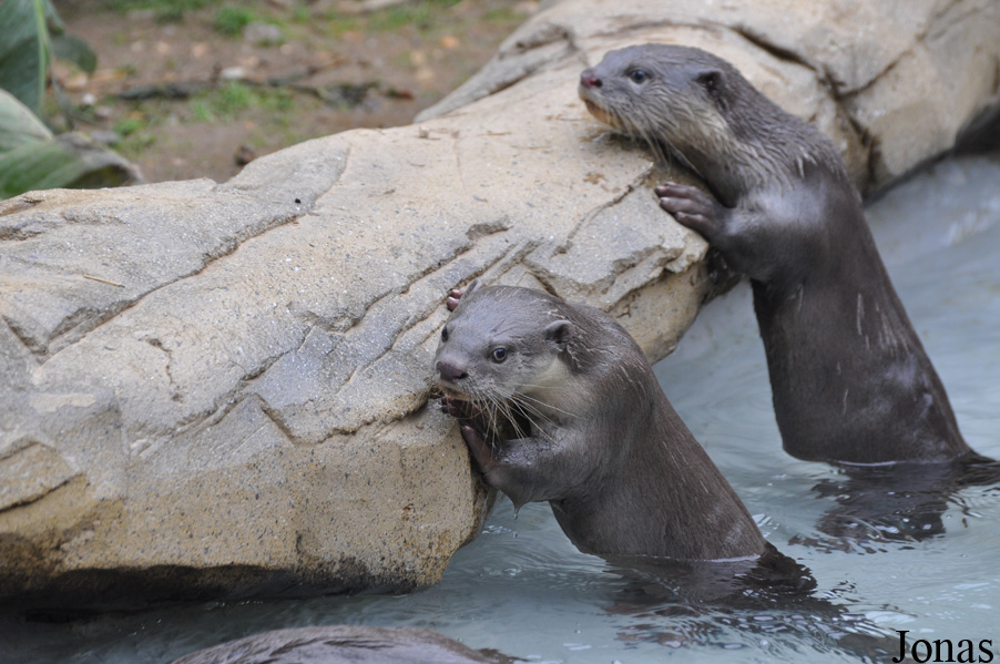 Colchester Zoo