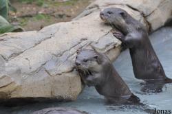 Colchester Zoo