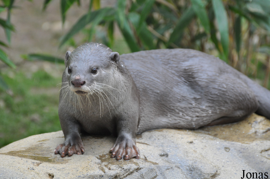 Colchester Zoo