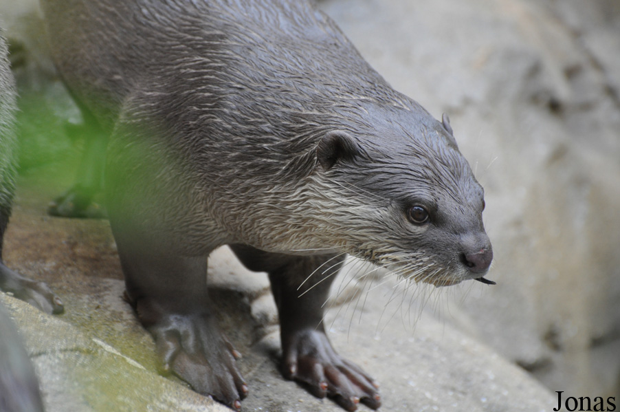 Colchester Zoo