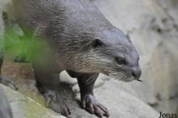 Colchester Zoo