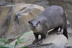 Colchester Zoo