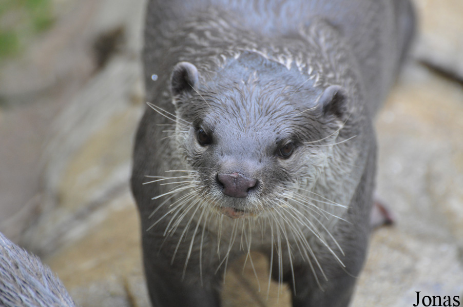 Colchester Zoo