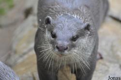 Colchester Zoo