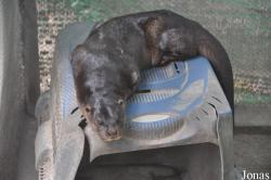 Phnom Tamao Zoo and Wildlife Rescue Center (PTWRC)