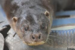 Lutra sumatrana