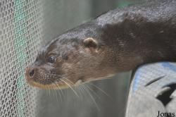 Phnom Tamao Zoo and Wildlife Rescue Center (PTWRC)