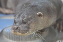 Phnom Tamao Zoo and Wildlife Rescue Center (PTWRC)