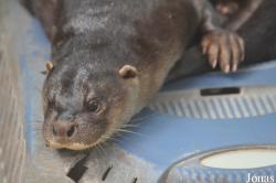 Phnom Tamao Zoo and Wildlife Rescue Center (PTWRC)