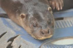 Phnom Tamao Zoo and Wildlife Rescue Center (PTWRC)