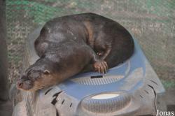 Phnom Tamao Zoo and Wildlife Rescue Center (PTWRC)