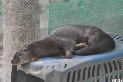Phnom Tamao Zoo and Wildlife Rescue Center (PTWRC)