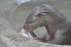 Phnom Tamao Zoo and Wildlife Rescue Center (PTWRC)