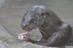 Phnom Tamao Zoo and Wildlife Rescue Center (PTWRC)