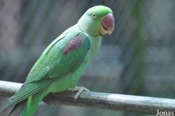 Phnom Tamao Zoo and Wildlife Rescue Center (PTWRC)