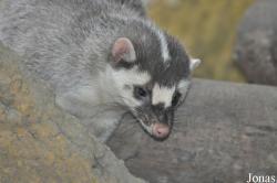 Melogale moschata