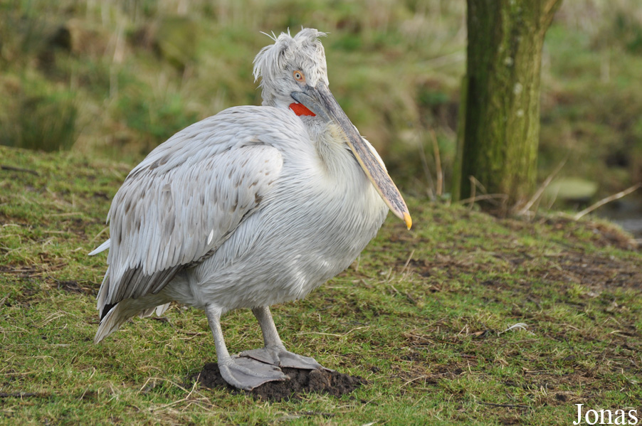 Blackbrook Zoological Park
