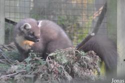Chestnut Centre Otter Owl & Wildlife Park
