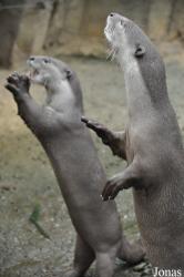 Rare Species Conservation Centre