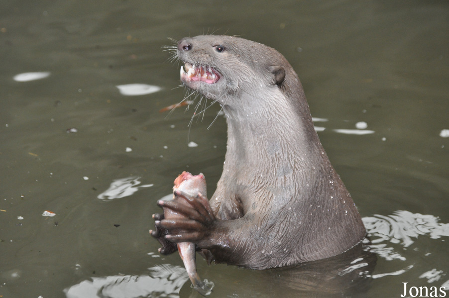 Rare Species Conservation Centre