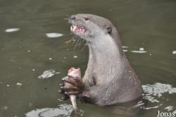 Rare Species Conservation Centre