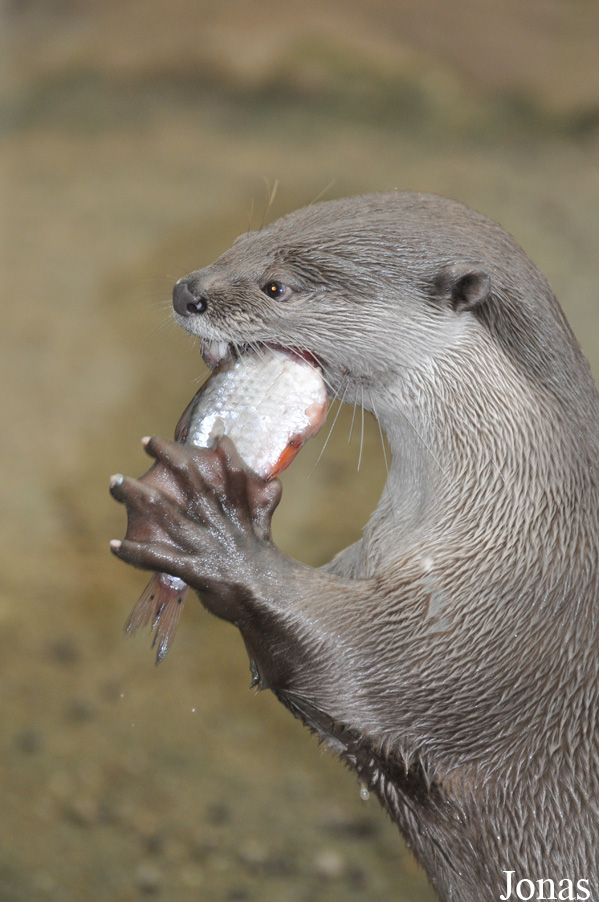 Rare Species Conservation Centre