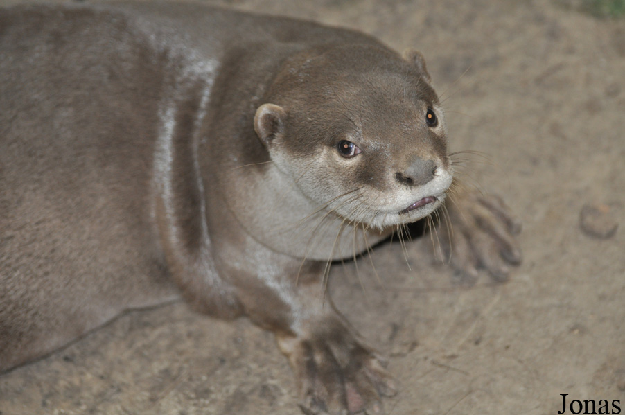 Rare Species Conservation Centre