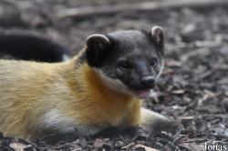 Rare Species Conservation Centre