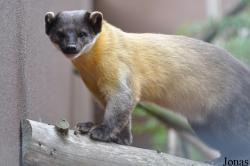 Rare Species Conservation Centre