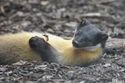Rare Species Conservation Centre