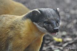 Rare Species Conservation Centre