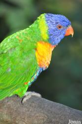 Vogelpark Marlow
