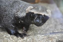 Uilen- en Dierenpark De Paay