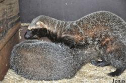 Uilen- en Dierenpark De Paay