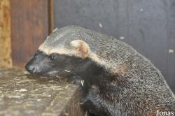 Uilen- en Dierenpark De Paay