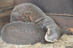 Uilen- en Dierenpark De Paay