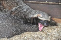 Uilen- en Dierenpark De Paay