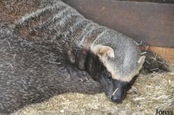 Uilen- en Dierenpark De Paay