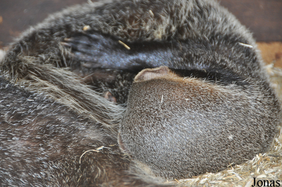 Uilen- en Dierenpark De Paay