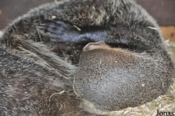 Uilen- en Dierenpark De Paay