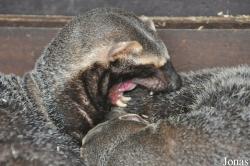 Uilen- en Dierenpark De Paay